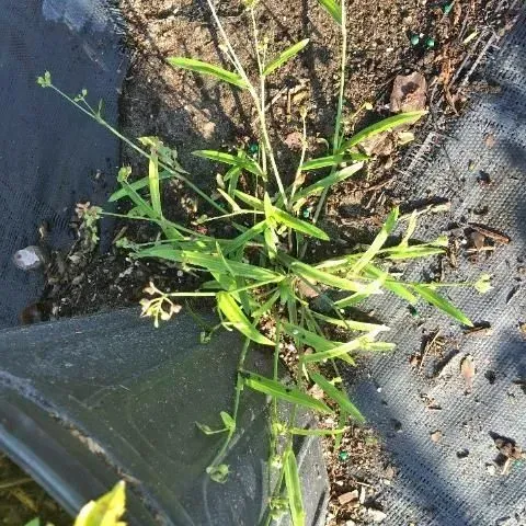 thumbnail for publication: Biology and Management of Doveweed (Murdannia nudiflora) in Ornamental Crop Production